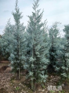 高度20厘米蓝冰柏