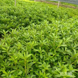 高度50厘米夏娟