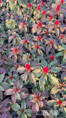 高度20厘米鸡冠花