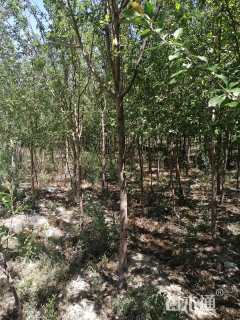 8公分红宝石海棠