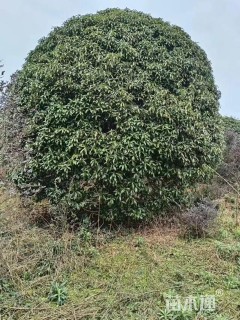 13公分桂花