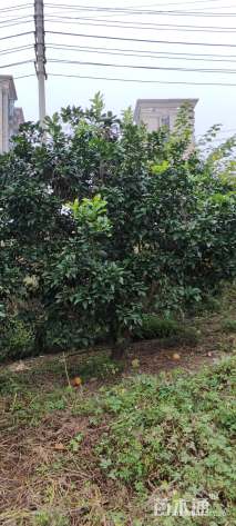 8公分柚子树香泡