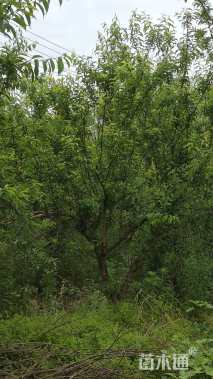 高度350厘米李子树