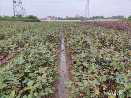 高度40厘米大花月季