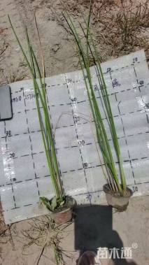 高度70厘米水葱