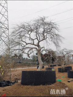 高度250厘米羽毛枫