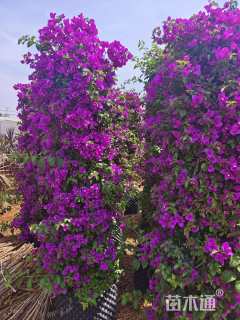 高度200厘米三角梅