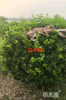 冠幅150厘米卫矛球