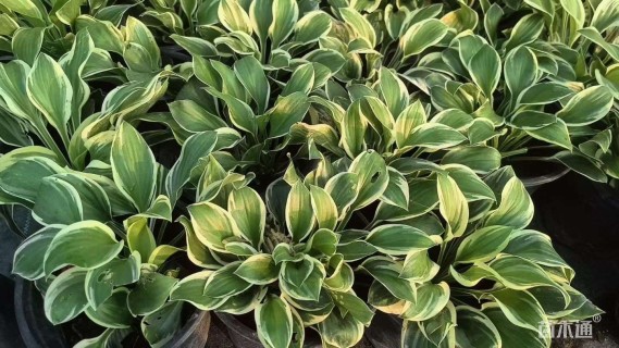 高度40厘米花叶玉簪