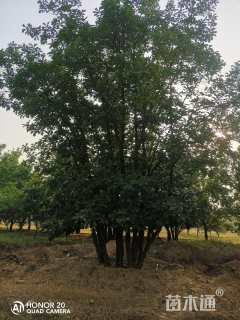 高度800厘米丛生蒙古栎