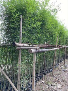 地栽苗青皮竹