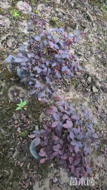 高度35厘米红花继木