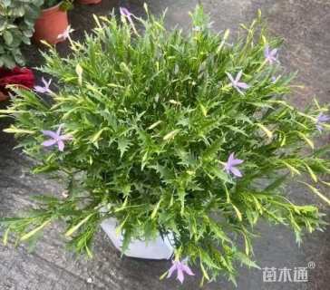 高度20厘米彩星花