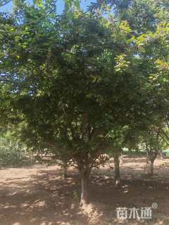 14公分垂丝海棠