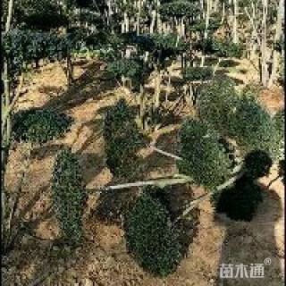 造型小叶女贞