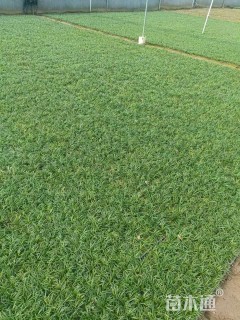 高度10厘米麦冬