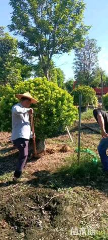 高度150厘米米兰