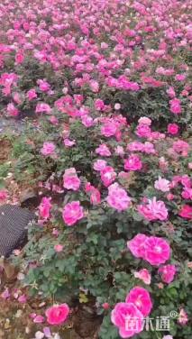 高度35厘米月季