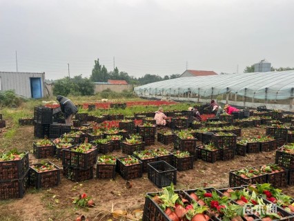 高度20厘米鸡冠花