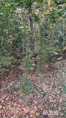 高度150厘米三角枫小苗