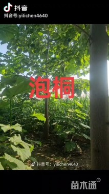 8公分紫花泡桐