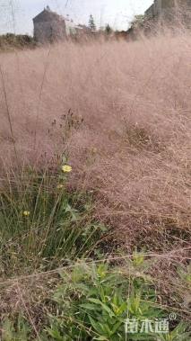 高度60厘米粉黛乱子草