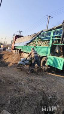 高度30厘米金冠黄杨