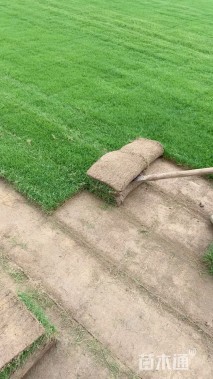 草卷状草皮
