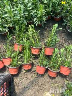 高度20厘米黄金菊