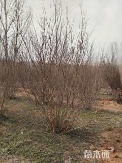 高度250厘米丛生紫薇