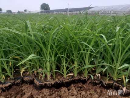 高度20厘米大花萱草