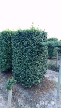 高度150厘米金禾女贞