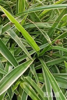 高度15厘米金边吊兰