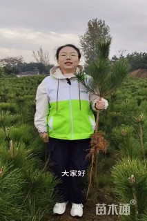 高度140厘米黑松