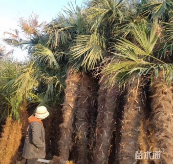 裸干高400厘米棕榈