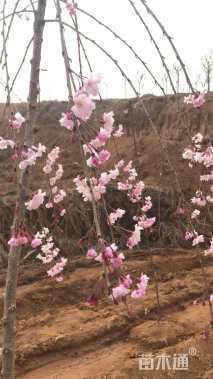 2公分八重红垂枝樱