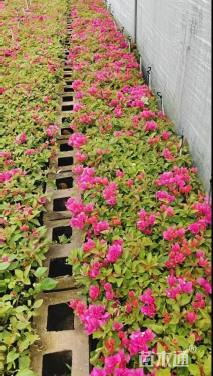 高度10厘米三角梅