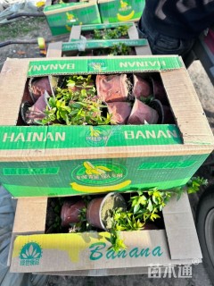 高度15厘米大花六道木