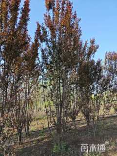 高度250厘米丛生紫叶李