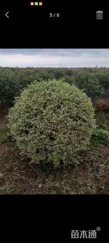 冠幅150厘米银姬小蜡球