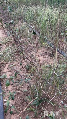 高度100厘米日本海棠