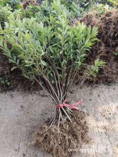 高度35厘米杜鹃