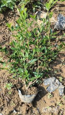 高度45厘米小叶栀子