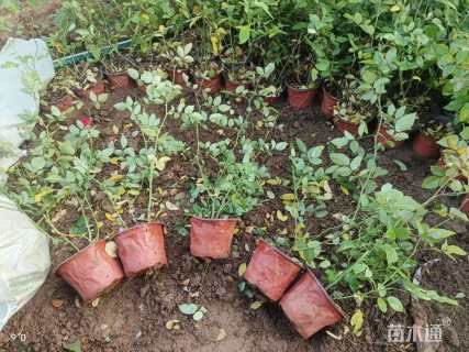 高度20厘米丰花月季