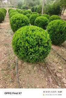 冠幅140厘米瓜子黄杨球