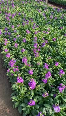 高度17厘米紫罗兰