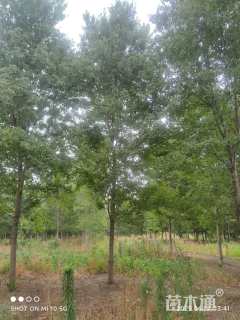 15公分美国红枫-红点