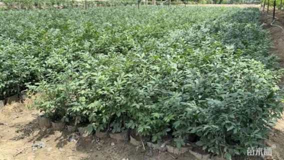 高度30厘米火焰卫矛