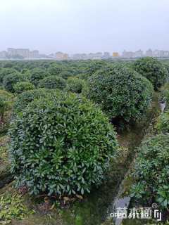 冠幅120厘米海桐球