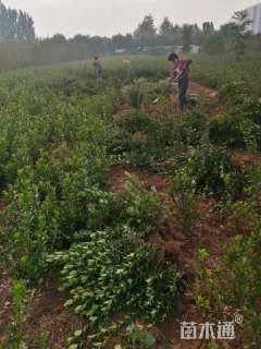 高度50厘米大叶黄杨小苗